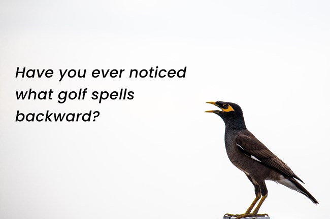 Quote With Bird Meme Graphic Generator