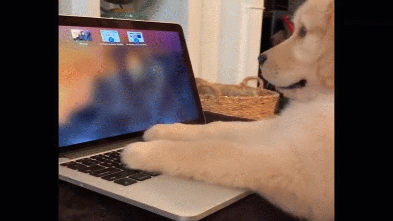 dog using computer gif